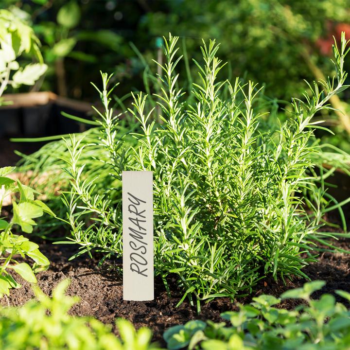Actual product image Relaxdays Plant Labels, Pack of 60 (0.20 cm, 2 cm)