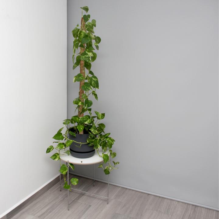 Immagine prodotto Relaxdays 5x bastoncini di cocco (3 cm, 3 cm)