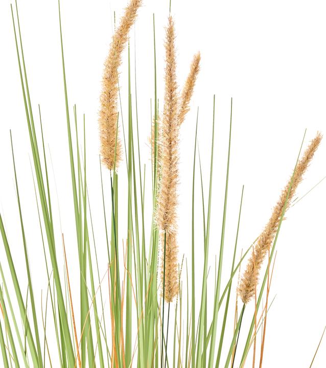 Immagine prodotto Beliani Bristlegrass (90 cm)