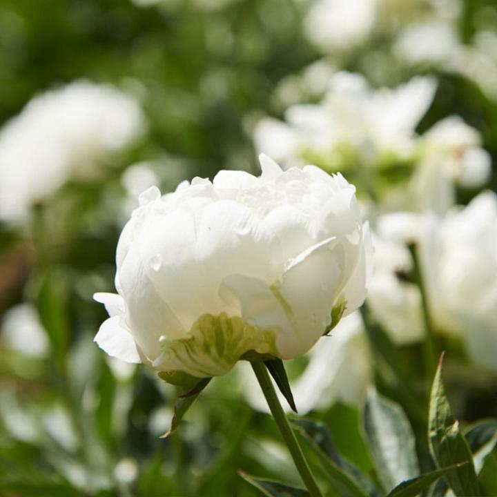 Image du produit Shu Uemura Yubi Blonde Glow Revealing Shampooing (300 ml, Shampoing liquide)