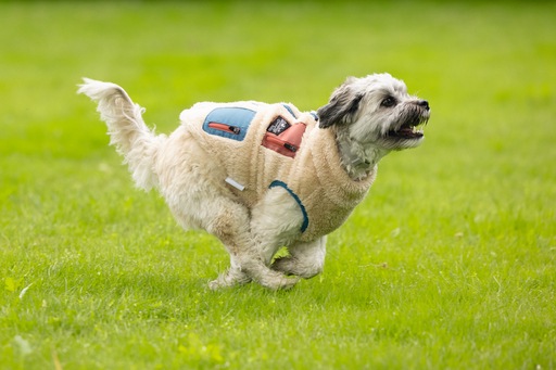 Produktbild Beeztees Hundemantel Teddy (XL, Hundepullover)