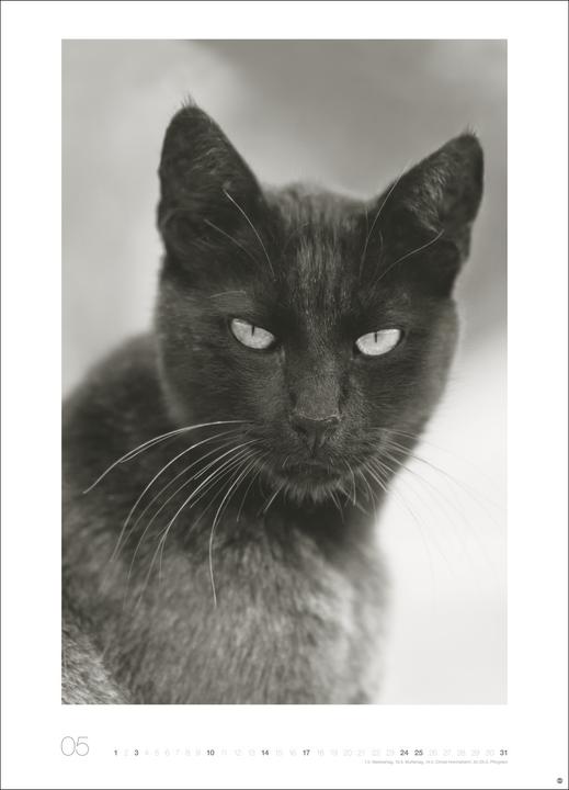 Produktbild Cats Edition Kalender 2026 (49 x 68 cm)