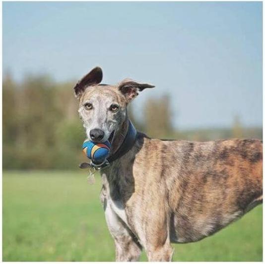 Produktbild Chuckit! ChuckIt Ultra (Ballspielzeug Hund)