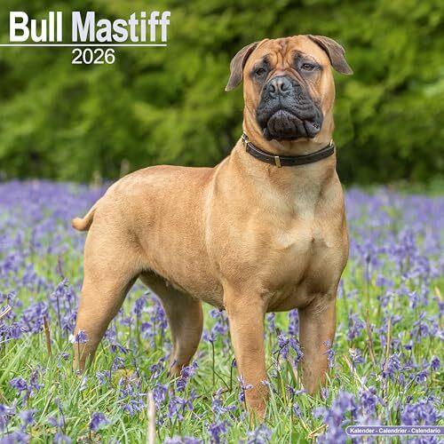Actual product image Bull Mastiff Calendar 2026 Square Dog Breed Wall Calendar - 16 Month