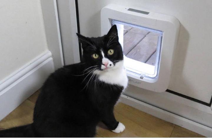 Actual product image SureFlap Microchip (Microchip Cat Flap)