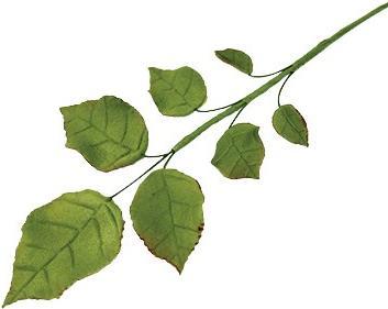 Image du produit PME Set de 4 emporte-pièces Feuille de rose