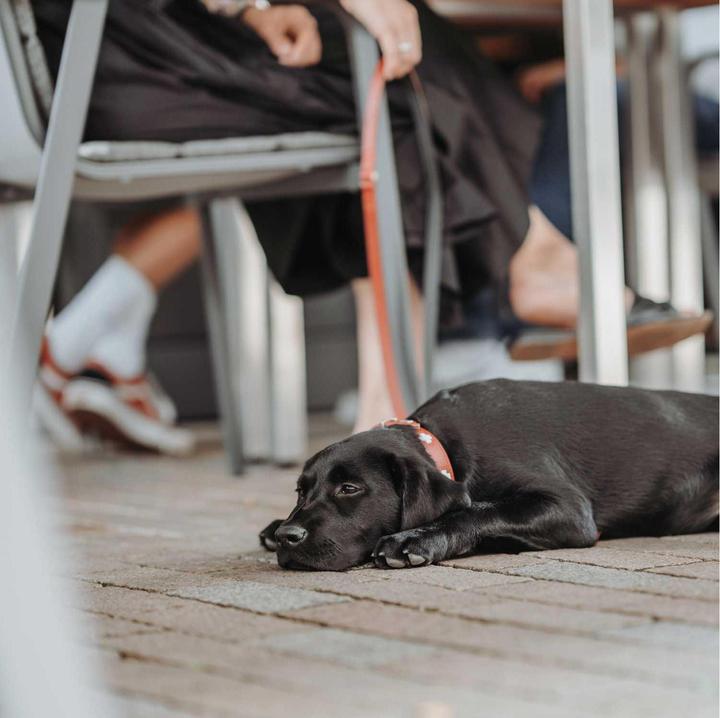 Actual product image Hunter Collar Swiss genuine leather (35, 36, 37, 38, 39, 40, 41, 42, 43, Dog, Walks)