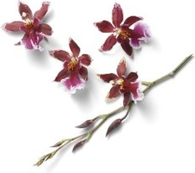 Actual product image Rituals Fleurs De L'Himalaya (Eau de parfum, 50 ml)