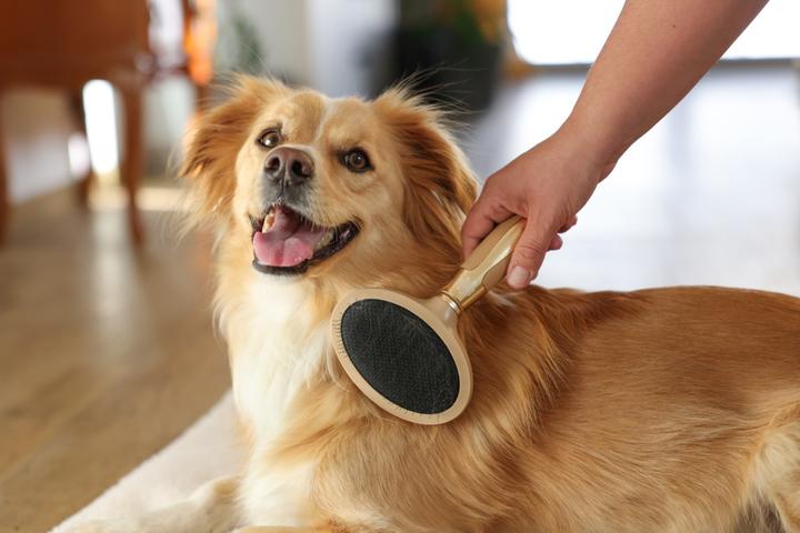 Image du produit Magic Brush Brosse à poils doux pour chien (Chien)