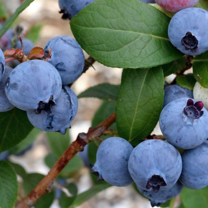 Immagine prodotto Plant in a Box Vaccinium corymbosum 'Sunshine Blue' - Set di 6 mirtilli (25 cm)