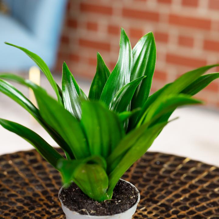 Immagine prodotto Flowerbox Dragon Tree Janet Craig - Dracaena Deremensis Janet Craig (15 cm)