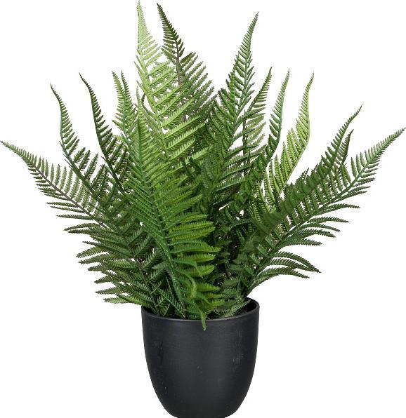 Gasper Farn (39 cm)