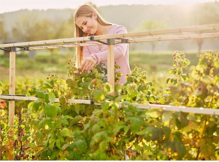 Actual product image Gusta Garden Berry Buddy (120 cm, 34.50 cm)