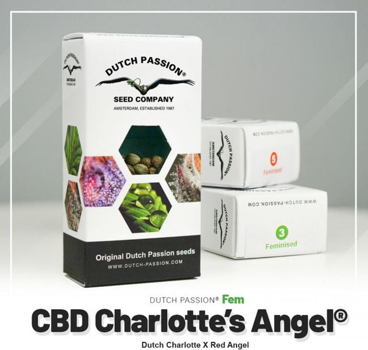 Image du produit Dutch Passion CBG Charlottes Angels Feminised 3 pcs (15.80 g)