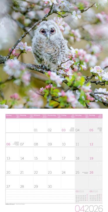 Produktbild Eulen Kalender 2026 - 30x30 (30 x 30 cm, Harter Einband, Deutsch, Französisch, Englisch)