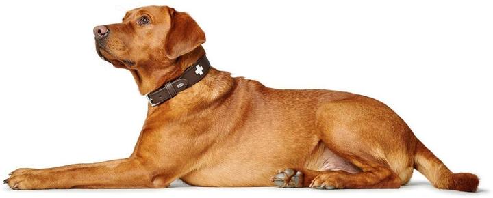 Actual product image Hunter Collar Swiss genuine leather (47, 48, 49, 50, 52, 54, Dog, Walks)