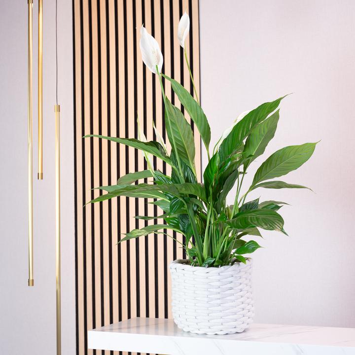 Actual product image Flowerbox Peace lily 4-8 flowers/buds - height ca. 70 cm, pot-Ø 17 cm - Spathiphyllum (70 cm)