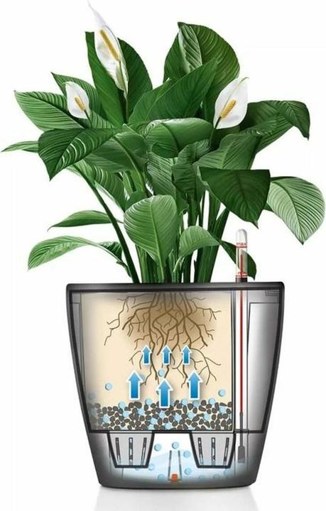 Actual product image Lechuza Classico (36 cm)