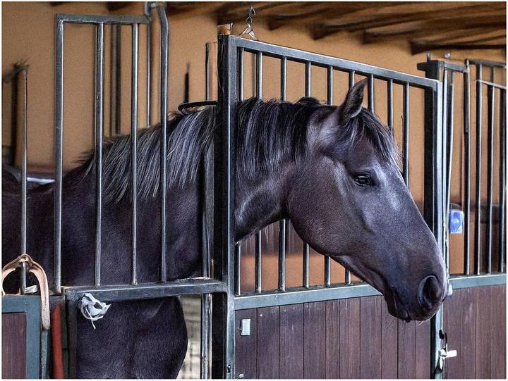 Produktbild Swissinno Natural Control