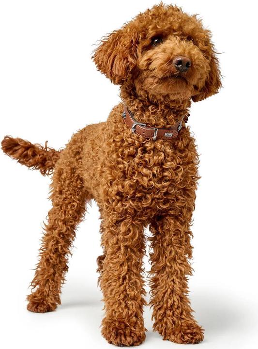 Immagine prodotto Hunter Collare Monaco per cani 42 (42, Cane, Generale)