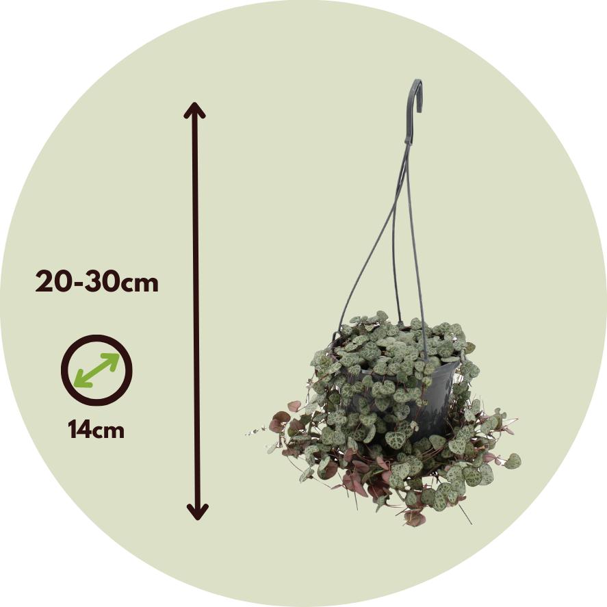 Thumbnail - Plant in a Box, Pflanzen, Ceropegia linearis Woodii - Senkerkette Herzblatt (30 cm)