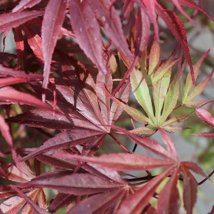Produktbild Zulauf Japanischer Fächer-Ahorn / Acer palmatum 'Peve Dave' (80 cm)
