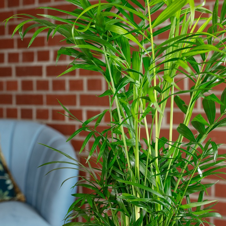Actual product image Flowerbox Mountain palm - Chamaedorea elegans (55 cm)