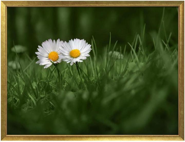 Produktbild Trenddeko Ben Heine - Zwei Gänseblümchen (60 x 50 cm)