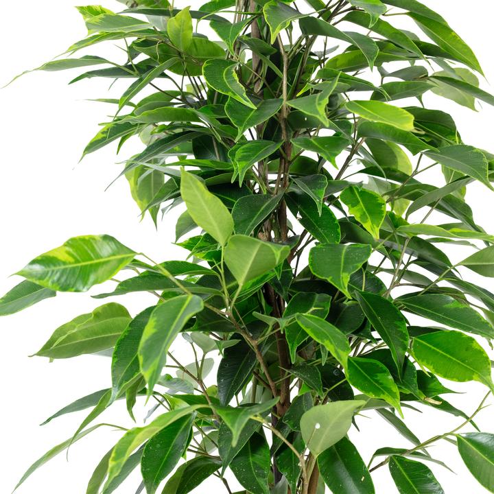 Immagine prodotto Flowerbox Fico della Betulla "Forever" - Ficus benjamini (75 cm)