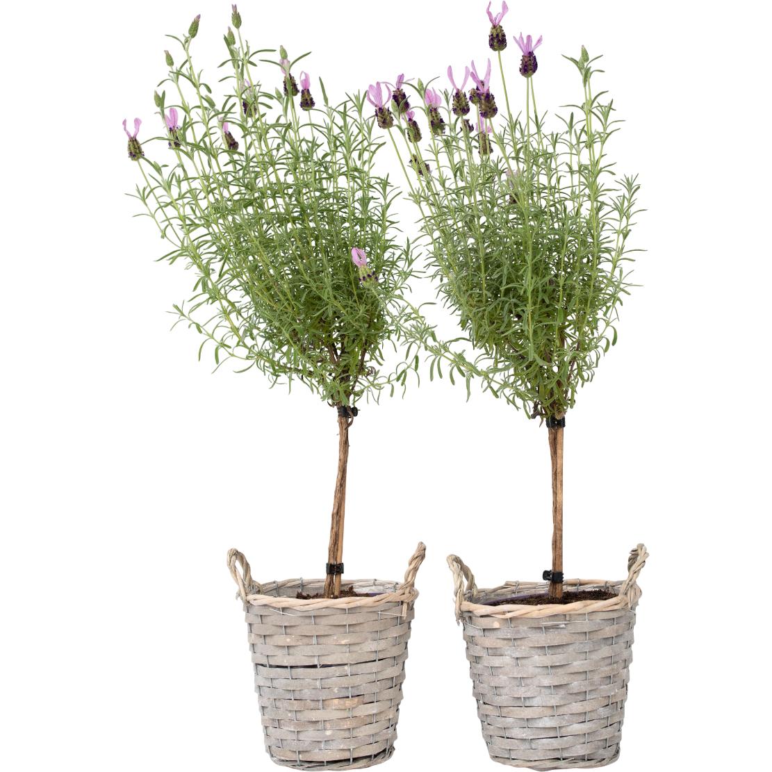 Plant in a Box, Pflanzen, Lavandula stoechas 'Anouk' - 2er-Set Lavendelbaum (45 cm)