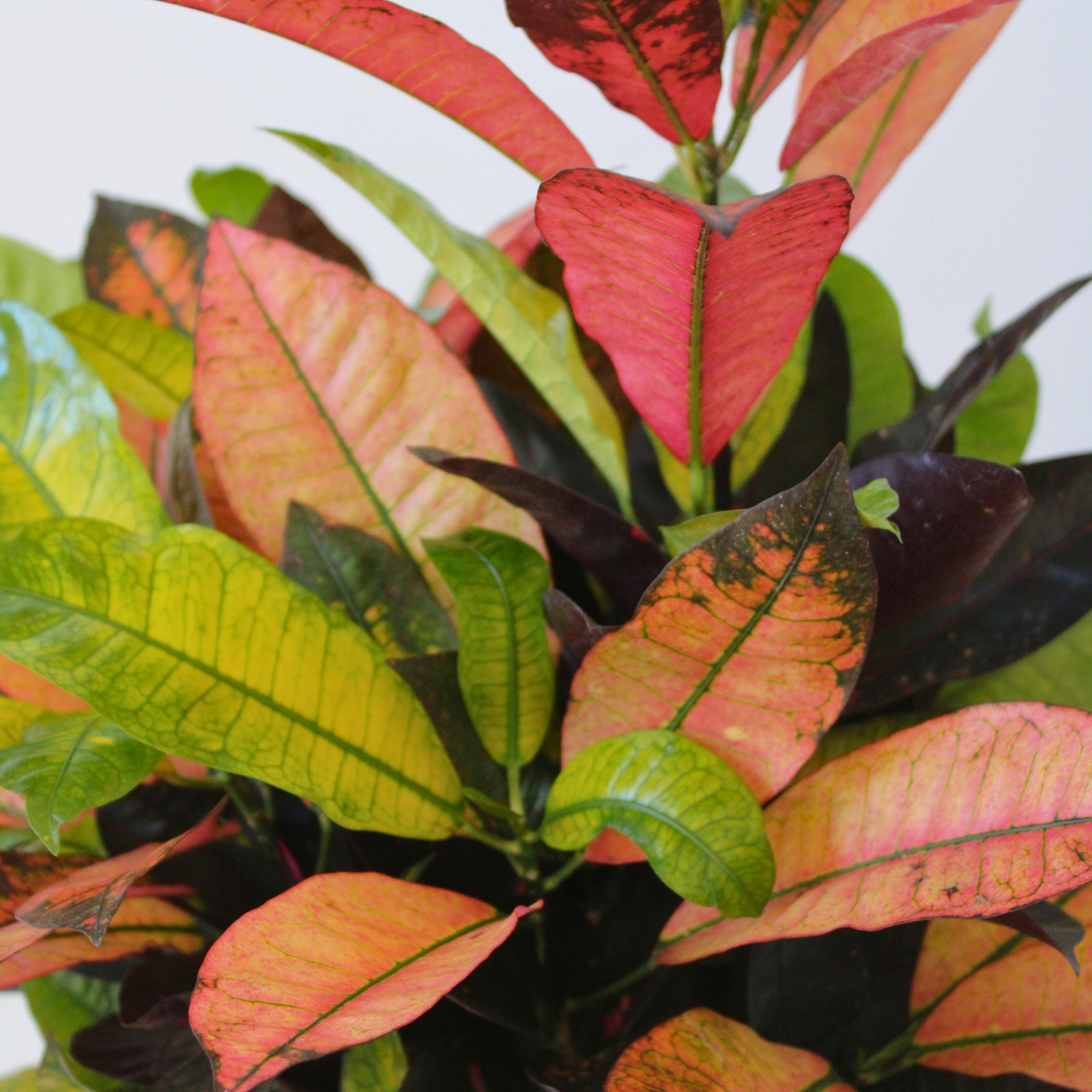Thumbnail - Plant in a Box, Pflanzen, Codiaeum variegatum 'Mrs. Iceton' - Kroton (120 cm)