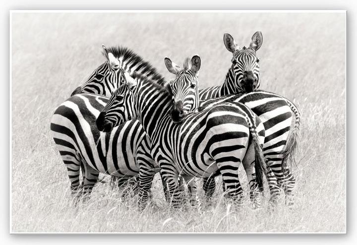 Image du produit Trenddeko Trubitsyn - Zèbres dans la savane (45 x 30 cm)