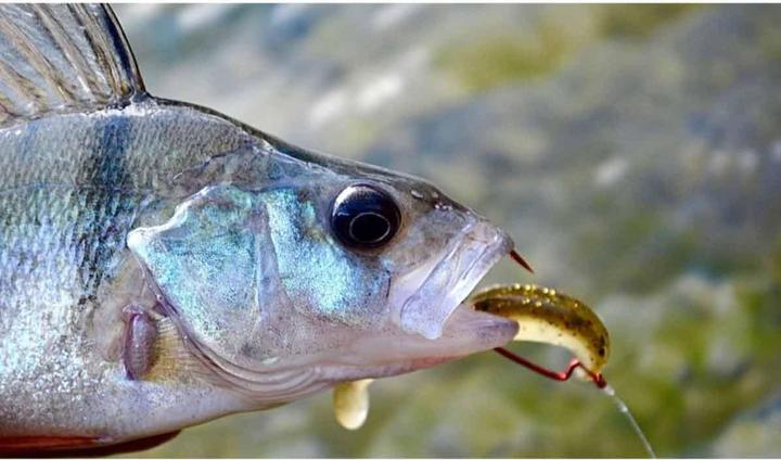 Produktbild Stucki Thun Intense Shad (8 cm)