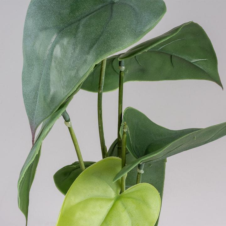 Produktbild Terra della Monstera