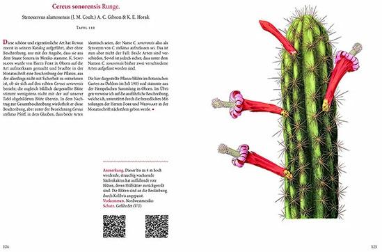 Image du produit Cactus en fleurs (2.50 cm)