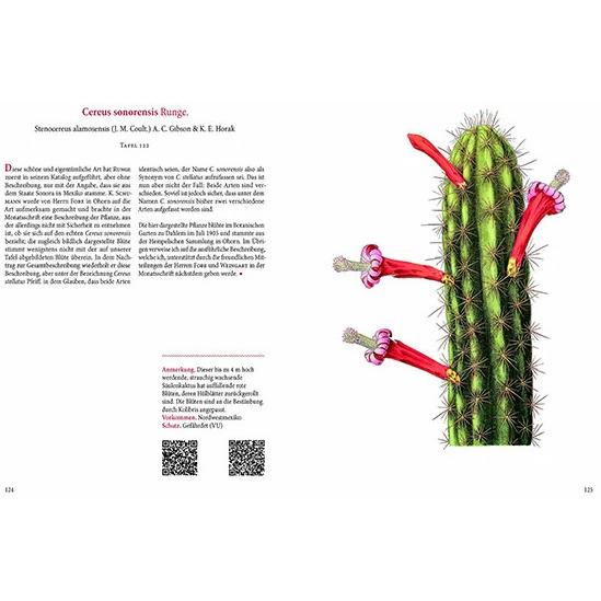 Favoritenpresse, Pflanzen, Blühende Kakteen (31 cm)