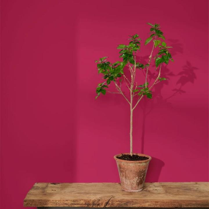 Image du produit Annie Sloan Peinture murale Capri Pink 2.5 litres (2500 ml)