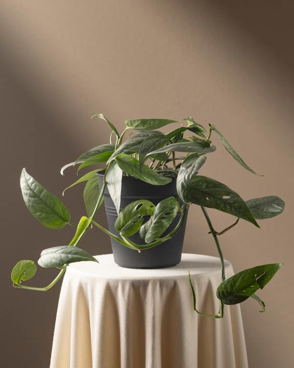 Immagine prodotto feey Epipremnum pinnatum 'Cebu Blue' (25 cm, Appena rinvasata)