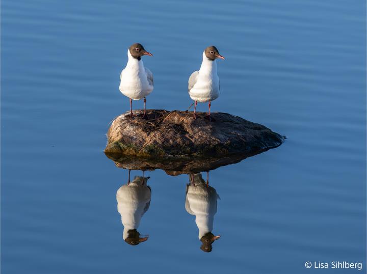 Image du produit Sony FE 100-400mm F4.5 GM OSS (Sony E, Plein format)