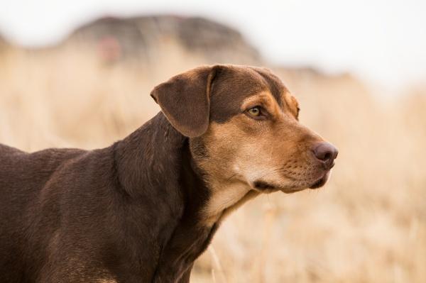 Actual product image Sony The incredible adventures of Bella (DVD, 2019, German, French, Italian, English)