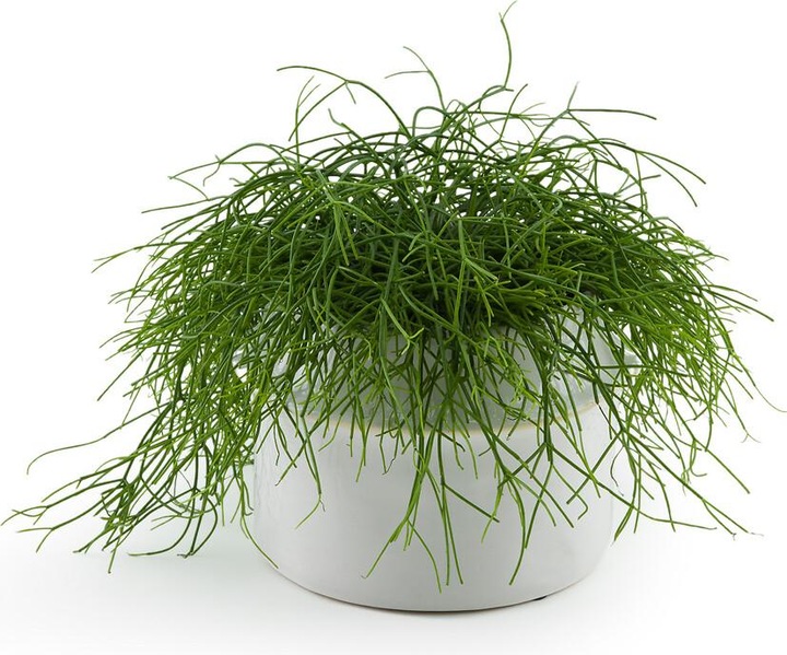 Produktbild La Redoute Interieurs Filipio (25 cm)