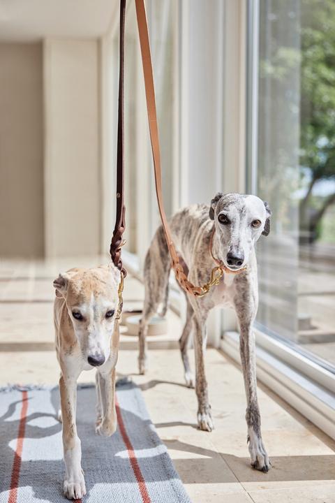 Produktbild OYOY Zoo ZOO - Robin Dog Leash M/L - Nature (Z60052) (M, L, Hund, Spazieren)