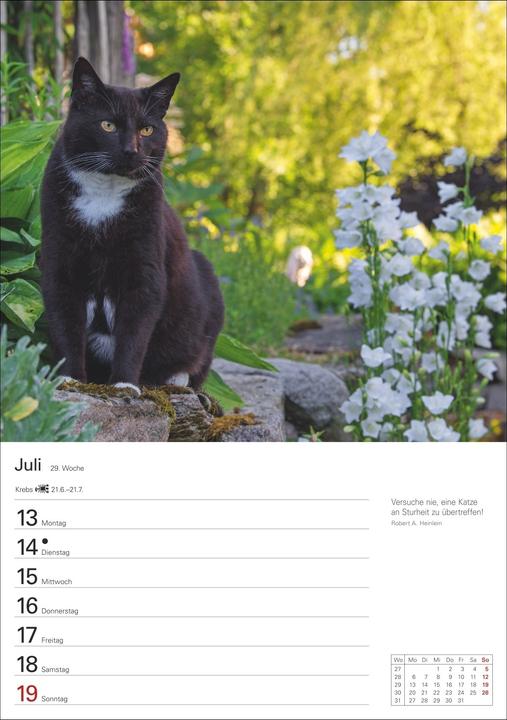 Produktbild Harenberg Katzen Wochenplaner 2026 - 53 faszinierende Fotografien (Harter Einband, Deutsch)