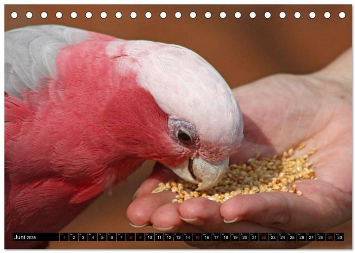 Image du produit Die Kakadus sind los (Tischkalender 2025 DIN A5 quer), Monatskalender (A5)