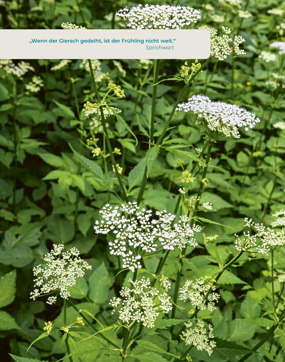 Produktbild Geliebtes Unkraut (Deutsch, smarticular Verlag, 2024)