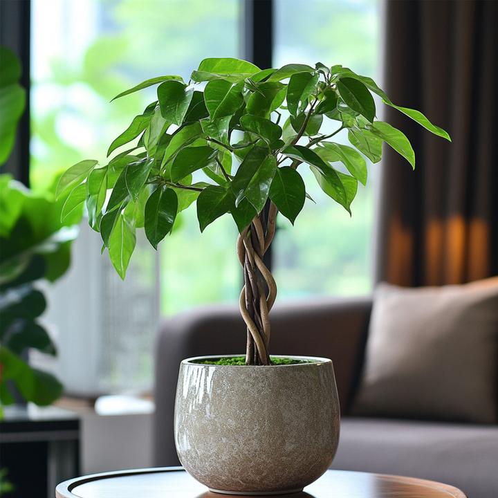 Immagine prodotto Plant in a Box Pachira Aquatica - Albero dei soldi (60 cm)