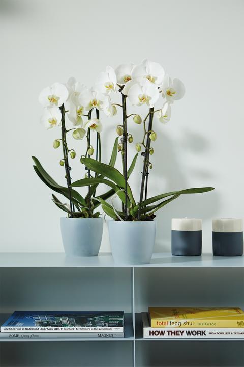 Immagine prodotto Elho Orchidea di Bruxelles (13 cm)
