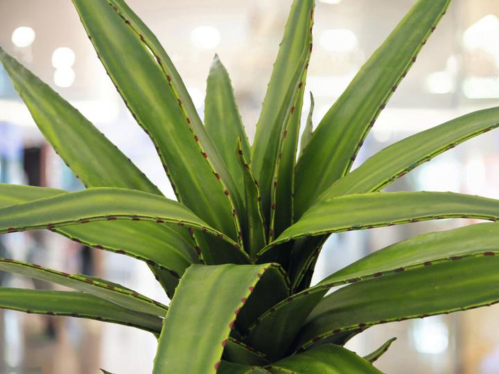 Actual product image Europalms Aloe (50 cm)