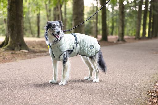 Actual product image Beeztees Bz Dog Coat Bobby Taupe 48 (48, Dog coat)