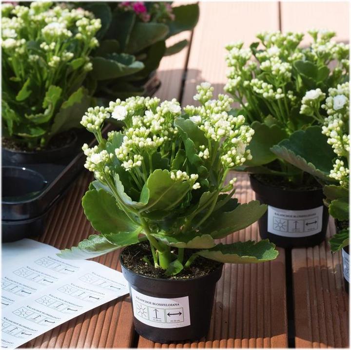 Actual product image Herma Weatherproof labels A4 removable